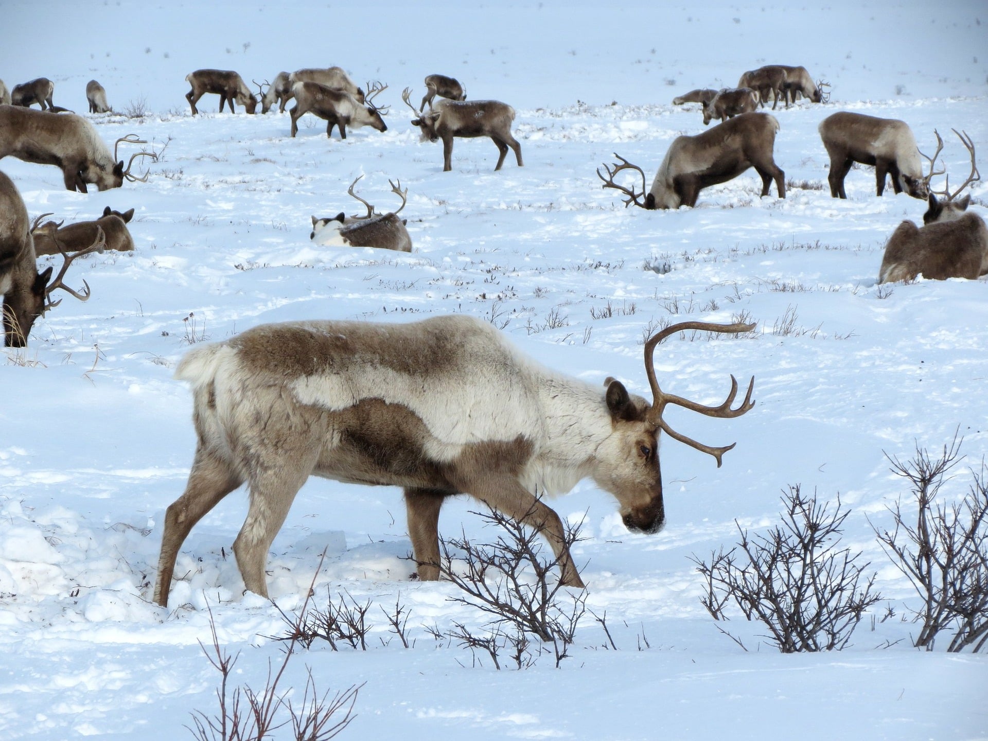 East Iceland reindeer