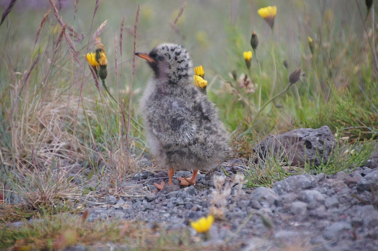 Mývatn bird life