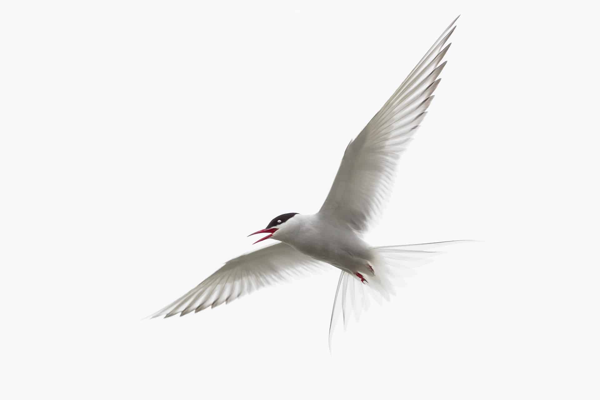 Arctic tern