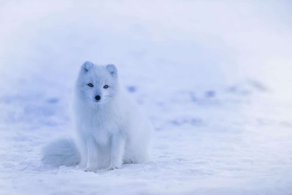 white arctic fox in the snow