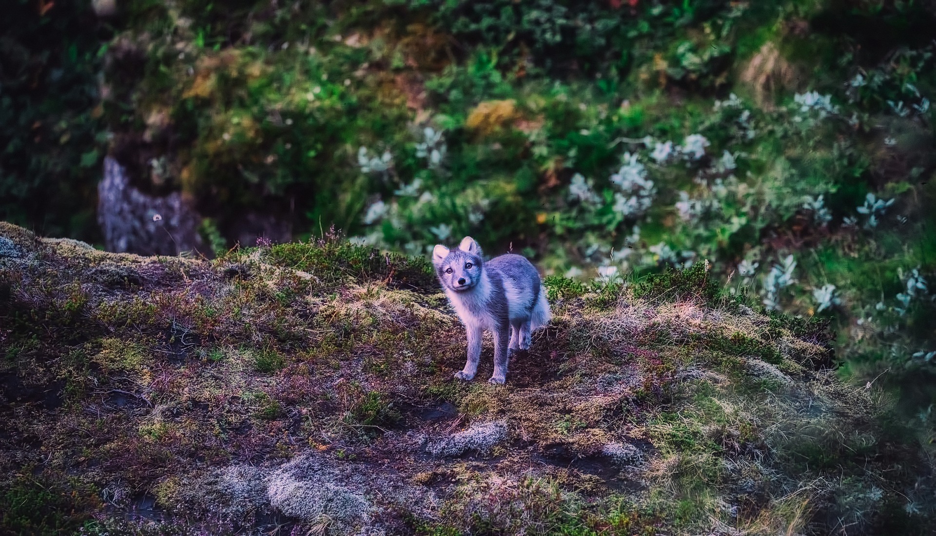 Arctic fox