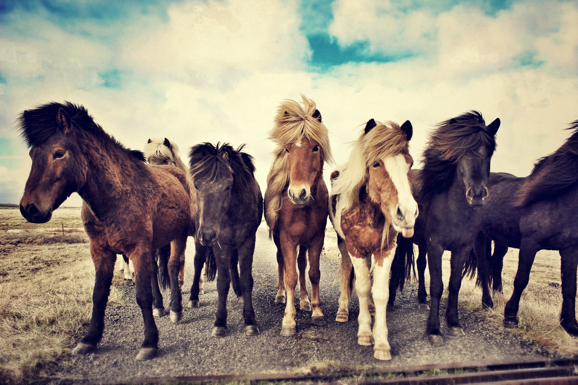 Icelandic horses in Iceland