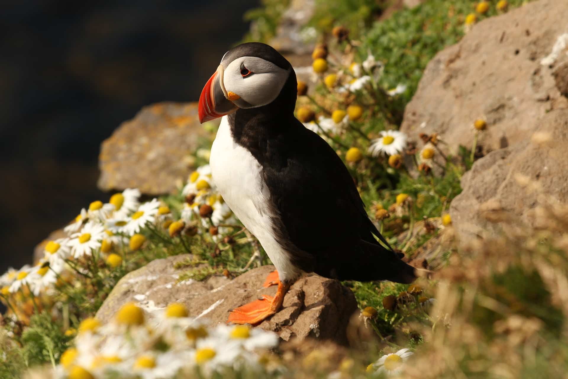 puffin bird in Iceland