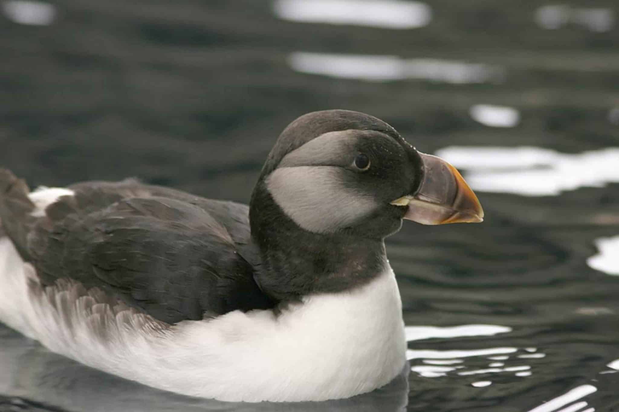 puffin beak