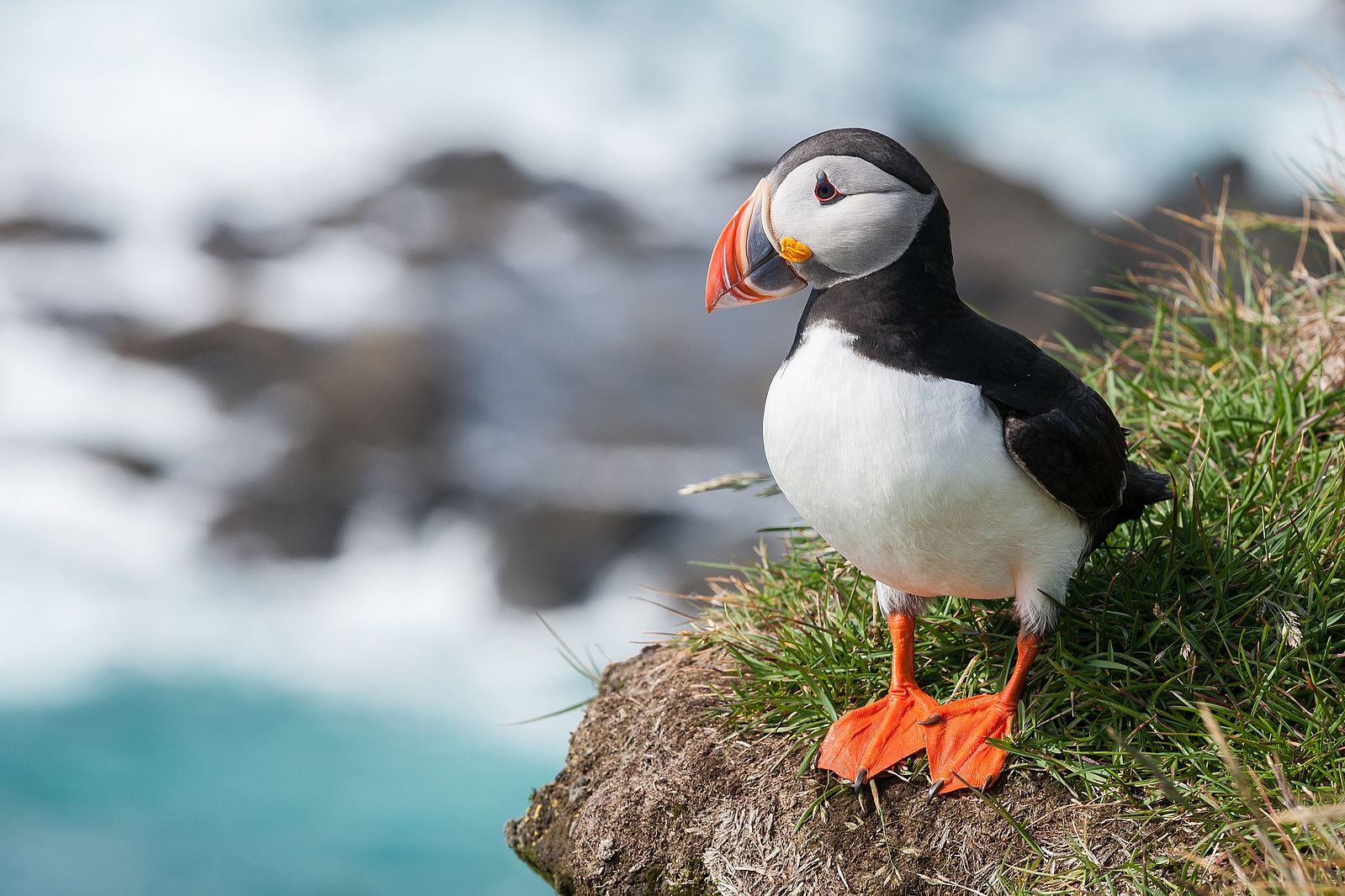 puffin in Iceland