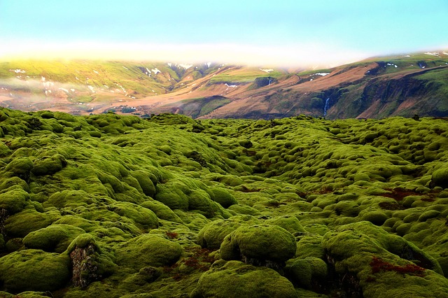 Islandia tiene musgo verde