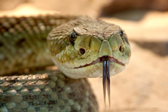 does-iceland-have-snakes-while-camping-in-iceland