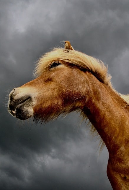 Horse in Iceland