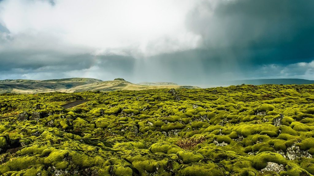 Iceland moss and lava