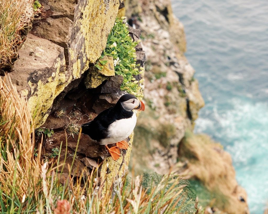 puffin in Iceland