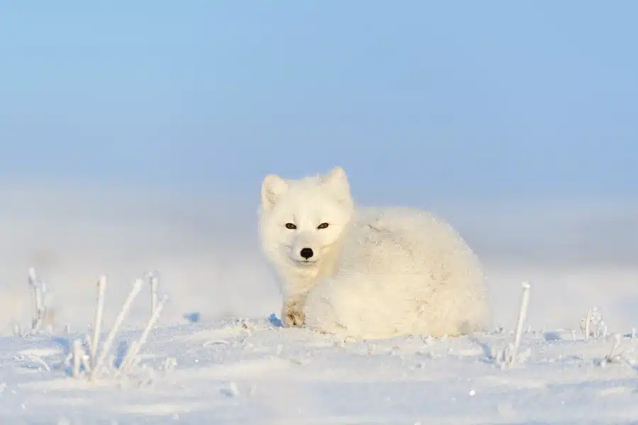 An Arctic  fox laying in the snow.