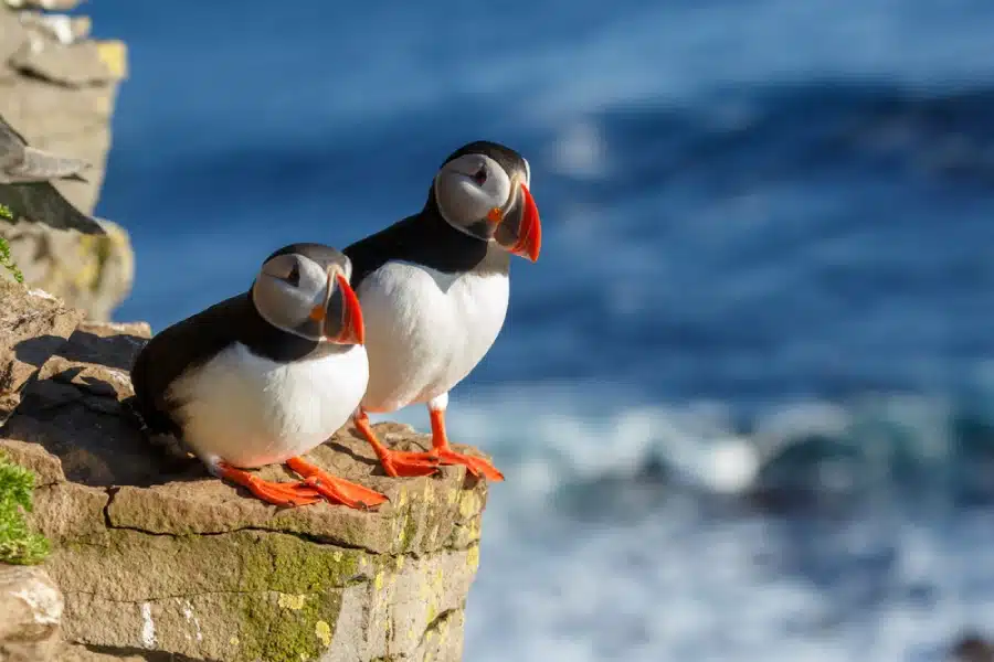 Two puffins on a rock