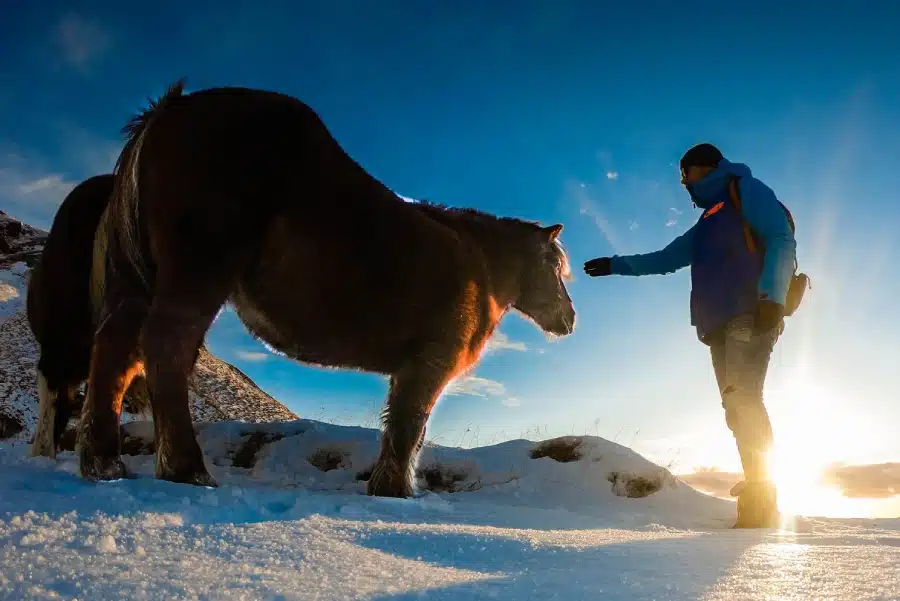 Cozy Camper Traveler with a Wild Icelandic Horse