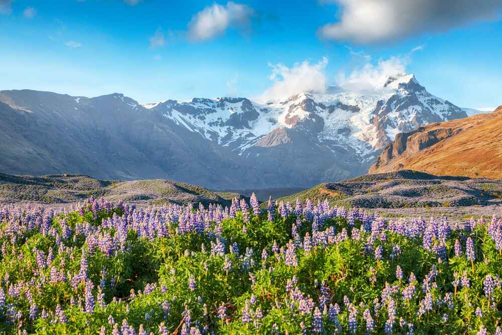 Beautiful scenic landscape and flowers in Iceland