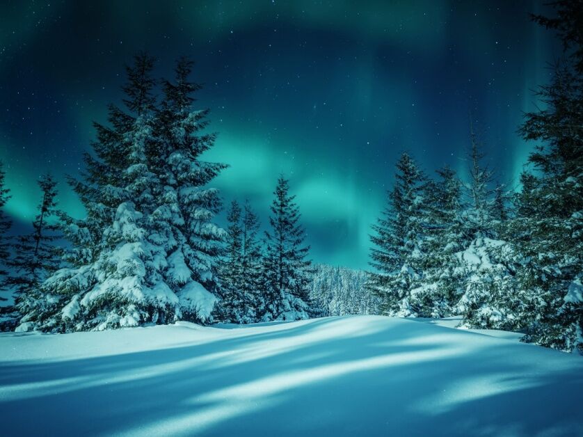 The Aurora Borealis dances over a frost-touched, snow-heavy pine forest.